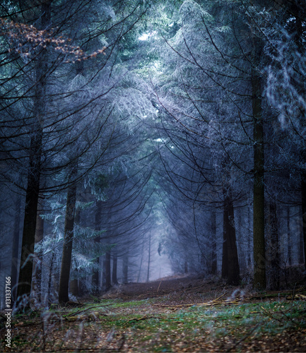 Fototapeta Naklejka Na Ścianę i Meble -  Forest in Wintertime