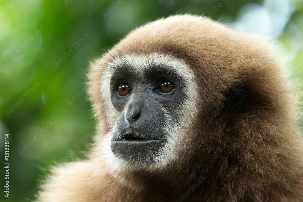gibbon gibbon