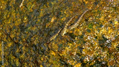 Rockskipper fish on the rock at the beach photo