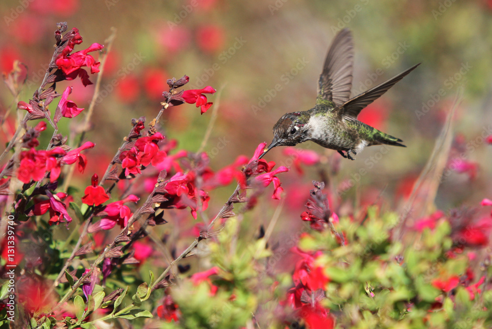 Obraz premium Hummingbird