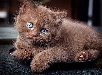 Brown kitten on black plate