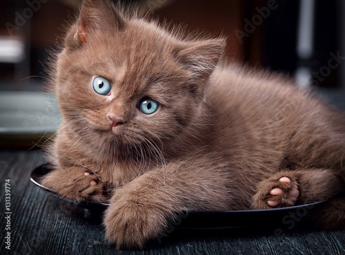 Brown kitten on black plate