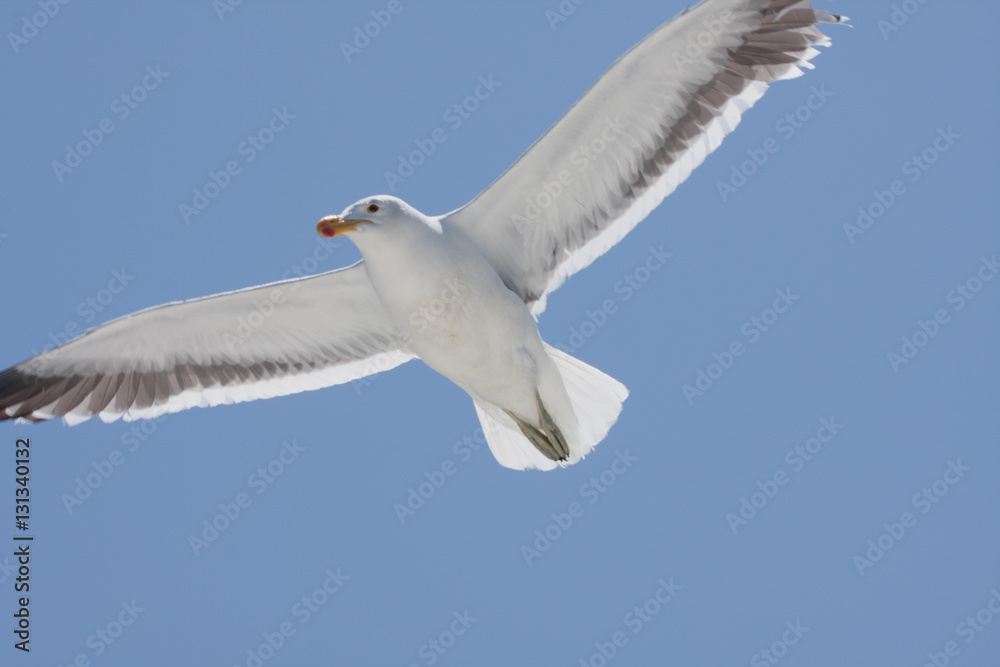 seagulls flying high in the blue air, waving their wings over th seagulls flying high in the blue air, waving their wings over th