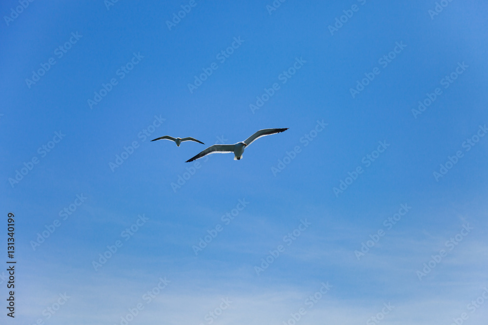 two seagulls flying high in the blue air, waving their wings ove two seagulls flying high in the blue air, waving their wings ove