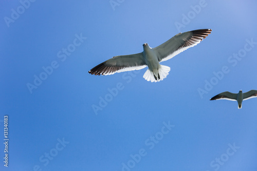two seagulls flying high in the blue air, waving their wings ove
