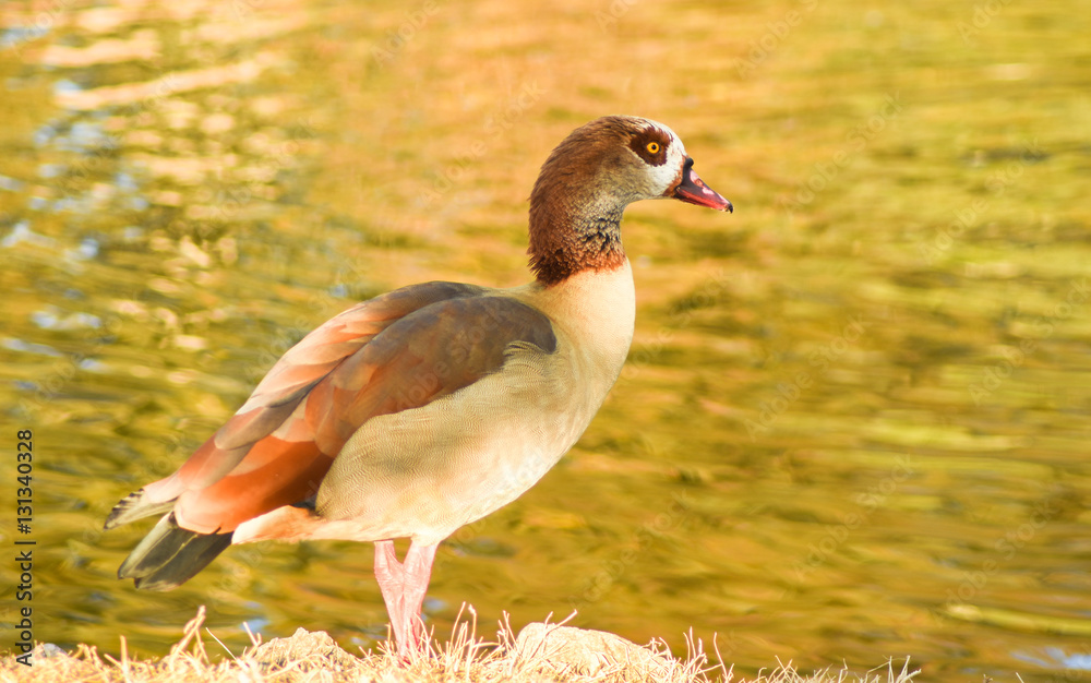 Obraz premium Egyptian goose standing near green water. 