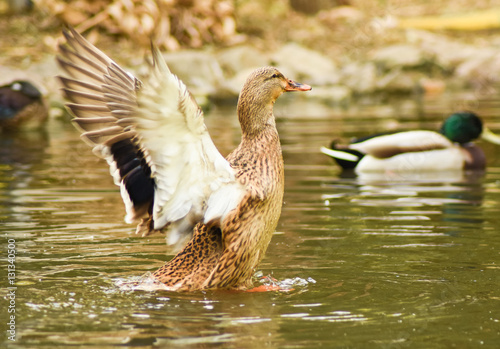 Duck wingspread on water.