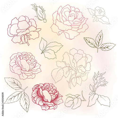 Rose flower set. Vector illustration.