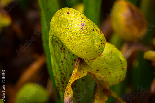 Cobra Lilly Darlingtonia Californica close-up photo