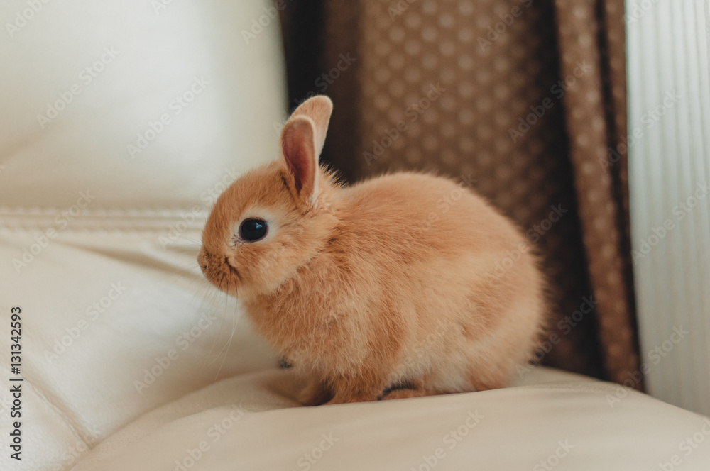 Little gentle red decorative rabbit chilling at home Little gentle red decorative rabbit chilling at home