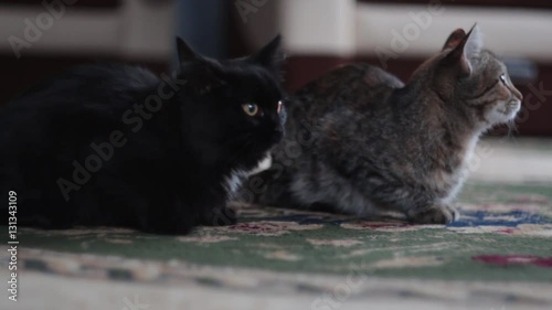 Cats are sitting on the floor
