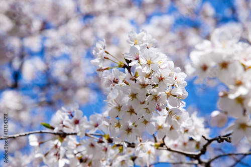 青空の桜 © L.tom
