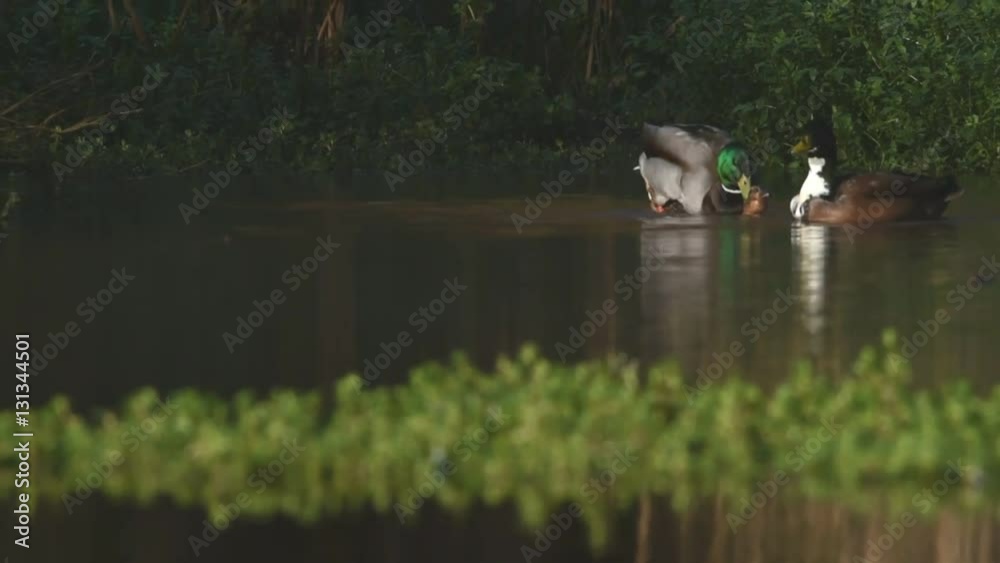 Mallard, Duck - Copulation. Mallard, Duck - Copulation.