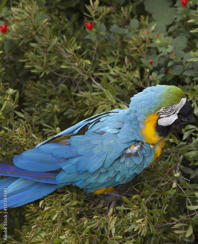 Obraz premium Macaw Eating