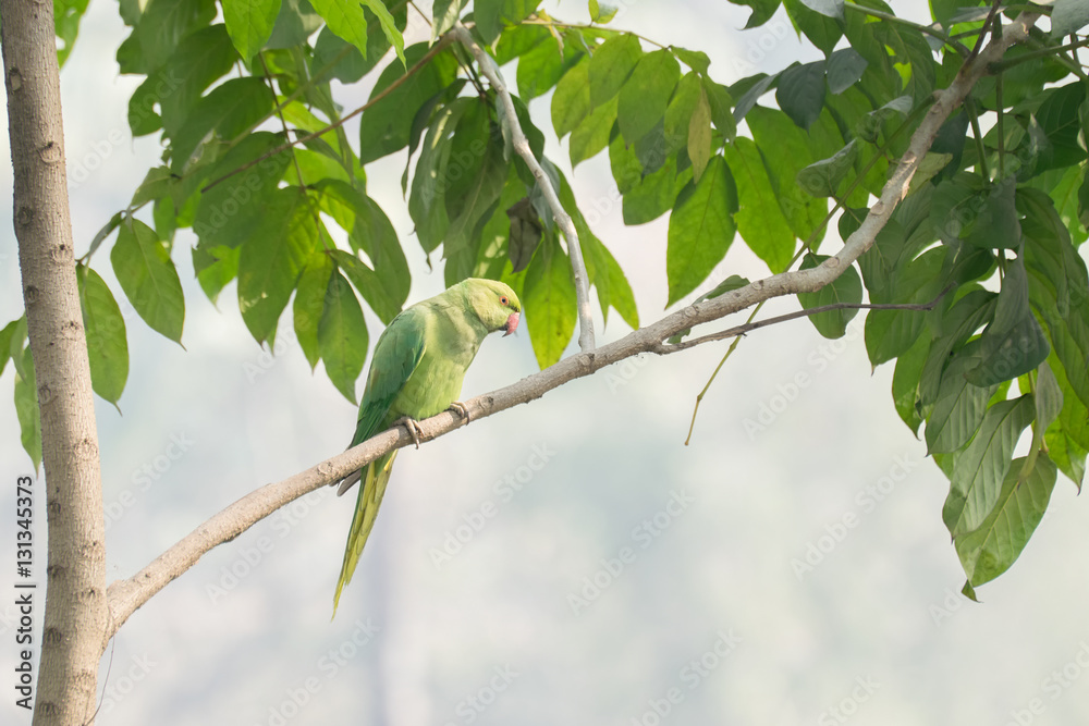 The rose-ringed parakeet (Psittacula krameri), also known as the ring-necked parakeet, sitting on a tree branch. shot at Kolkata, Calcutta, West Bengal, India