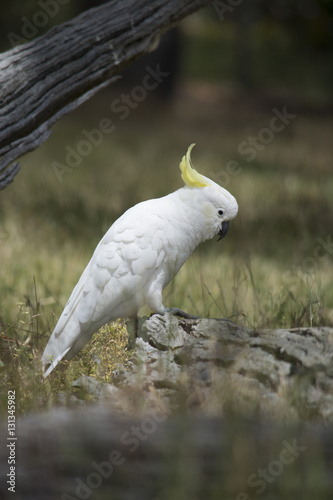 Wild Sulphur-Crested Cockatoo (Cacatua Galerita)