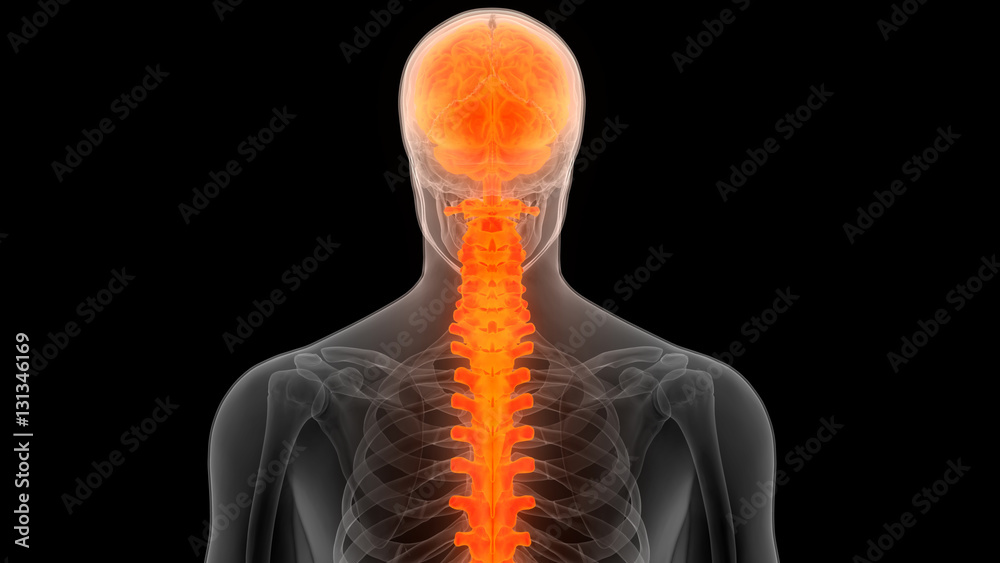 Brain With Spinal Cord Anatomy (Posterior view) Stock Illustration ...