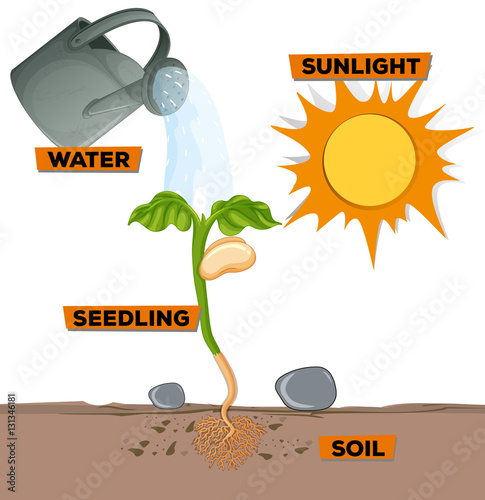 Diagram showing plant growing from water and sunlight photo