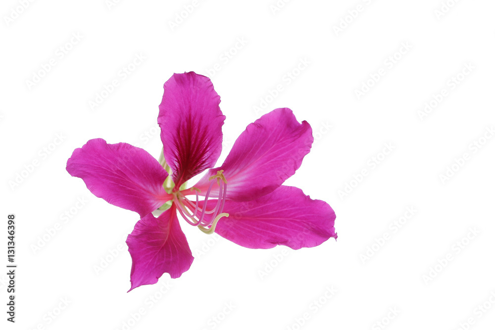 Isolated Bauhinia flower