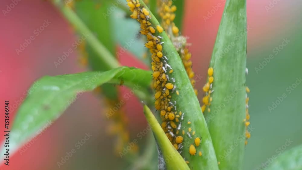 aphid colony with male and female forms on the plant shoot aphid colony with male and female forms on the plant shoot