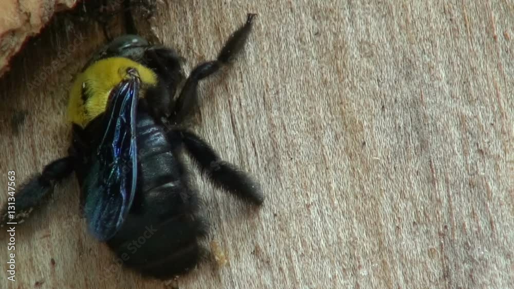 A Bora Bee begins work drilling a hole in a tree stump by cutting away the bark. Macro. A Bora Bee begins work drilling a hole in a tree stump by cutting away the bark. Macro.