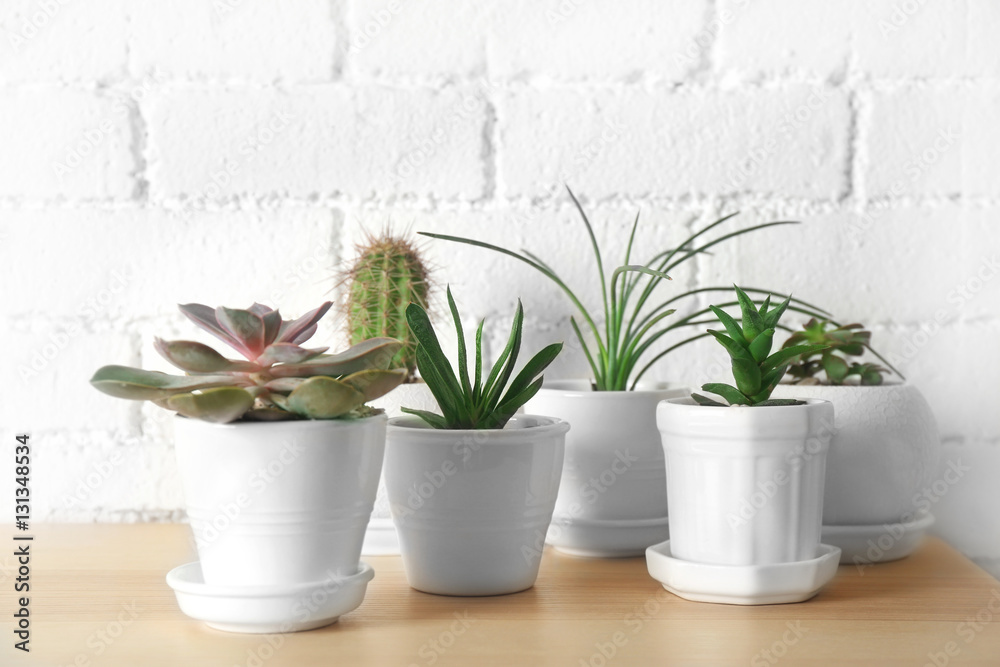 Fototapeta premium Succulents and cactus on wooden table on white brick wall background, close up