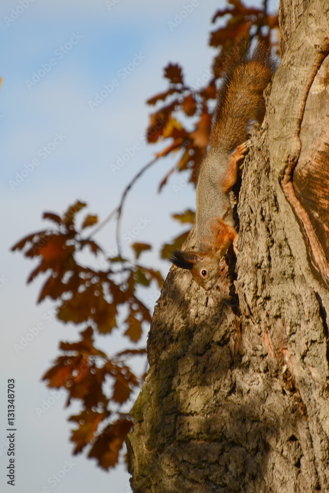 Obraz premium Unsuspecting squirrel