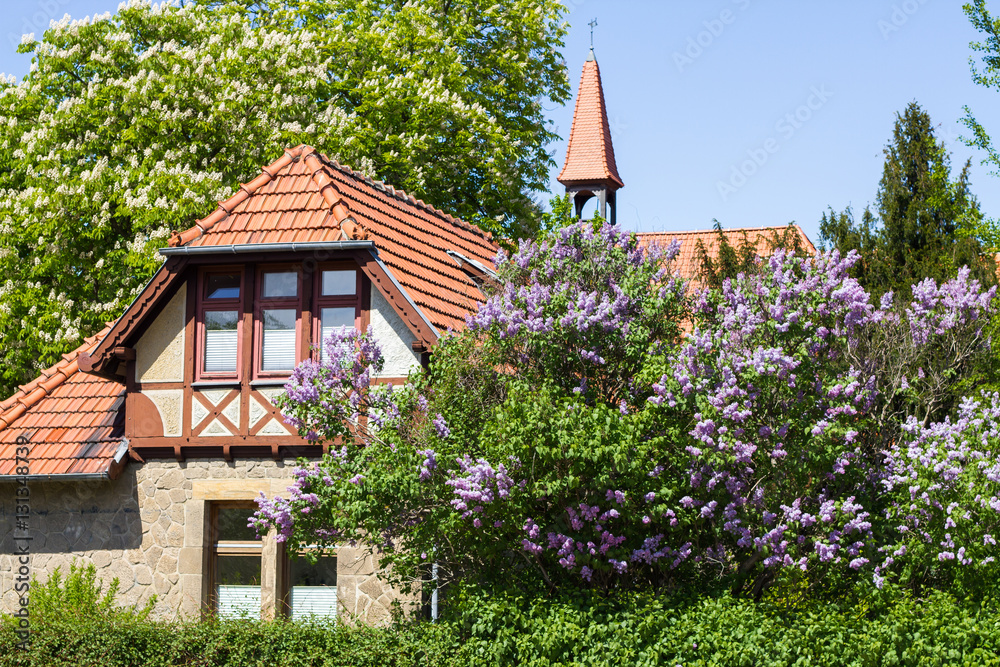 Fachwerkhaus und Fliederblüte Neinstedt Fachwerkhaus und Fliederblüte Neinstedt