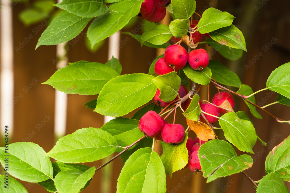 Obraz premium Grabapple tree branch