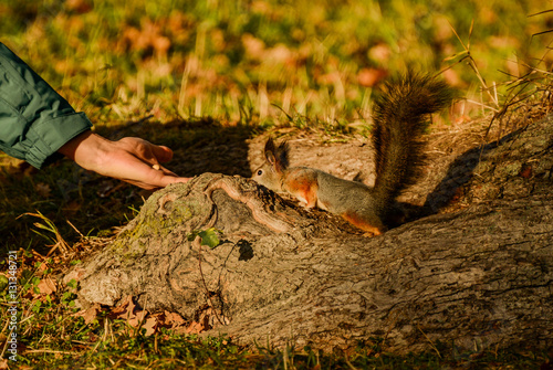 Photos Unsuspecting squirrel