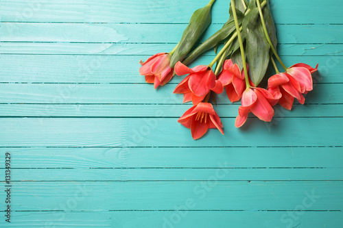 Fototapeta Naklejka Na Ścianę i Meble -  Fresh pink tulips on turquoise painted wooden background.