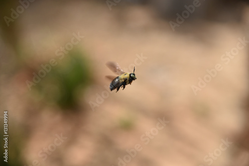 Bee in Flight © Randy Blanchard