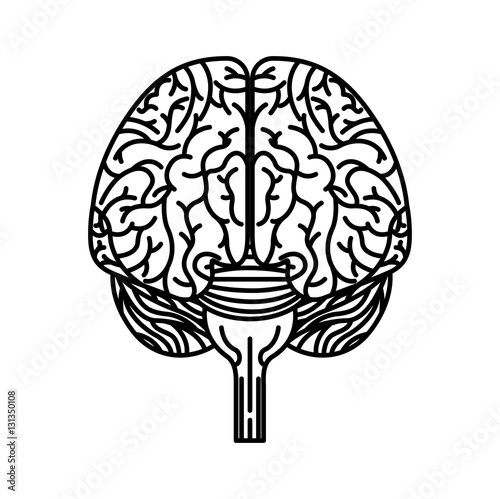 human brain organ icon over white background. vector illustration