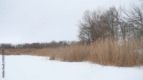 Wallpaper Mural river snow dry a grass and trees winter nature beautiful landscape Torontodigital.ca