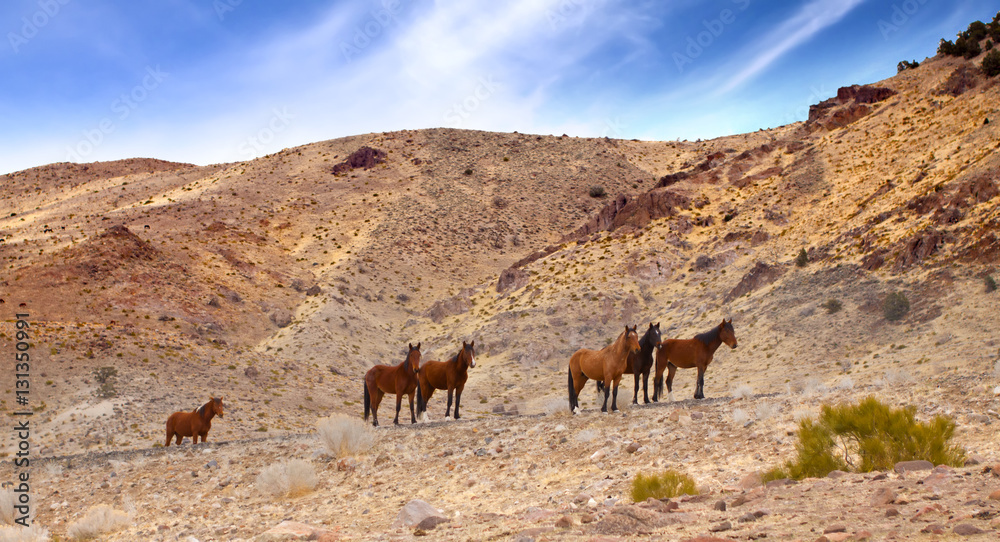 Wild Mustang Horse in the Nevada desert. Wild Mustang Horse in the Nevada desert.