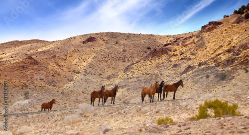 Wild Mustang Horse in the Nevada desert.