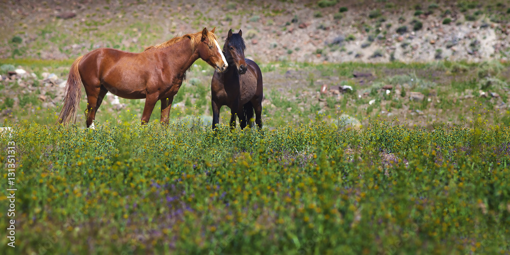 Wild Mustang Horse in the Nevada desert. Wild Mustang Horse in the Nevada desert.