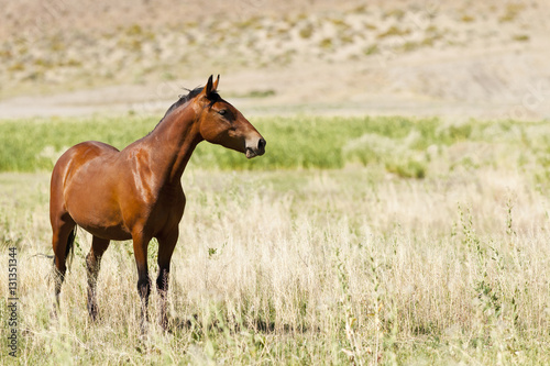Wild Mustang Horse in the Nevada desert. © neillockhart