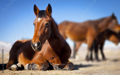 Wild Mustang Horse in the Nevada desert.