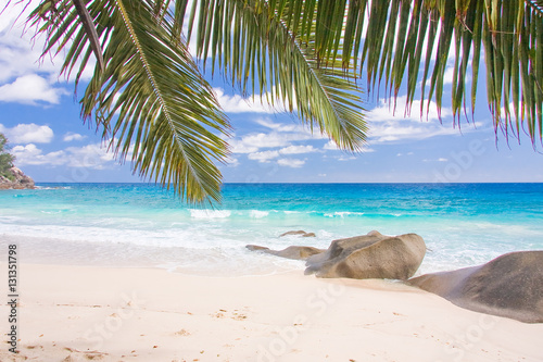 plage des Seychelles  sable blanc et palmes de cocotiers