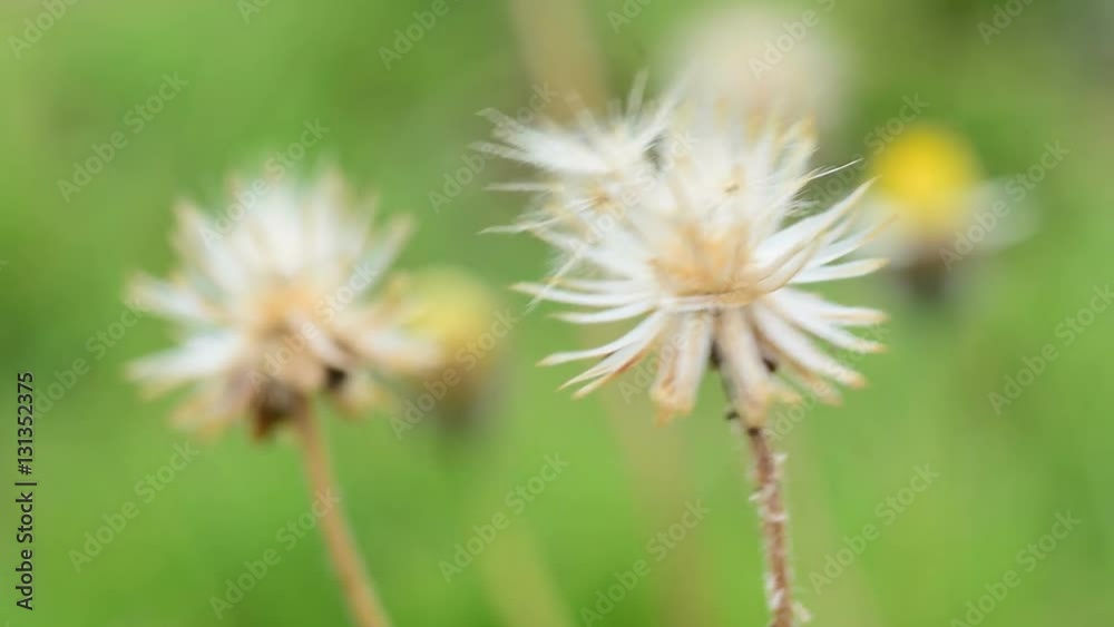 Closeup of flower on natural background. Closeup of flower on natural background.