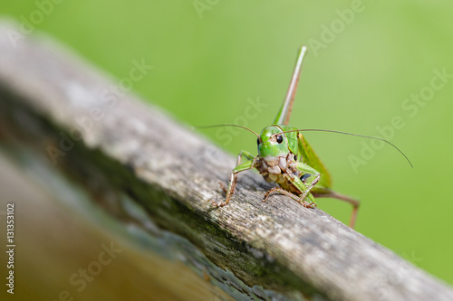 Grasshopper on the garden bench. Macro photo