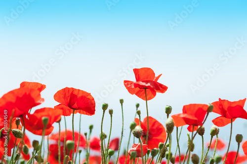 Red poppy flowers in the field. © smallredgirl