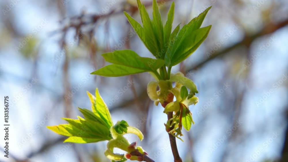 Young fresh spring leaves on top of tree branch shaking Young fresh spring leaves on top of tree branch shaking