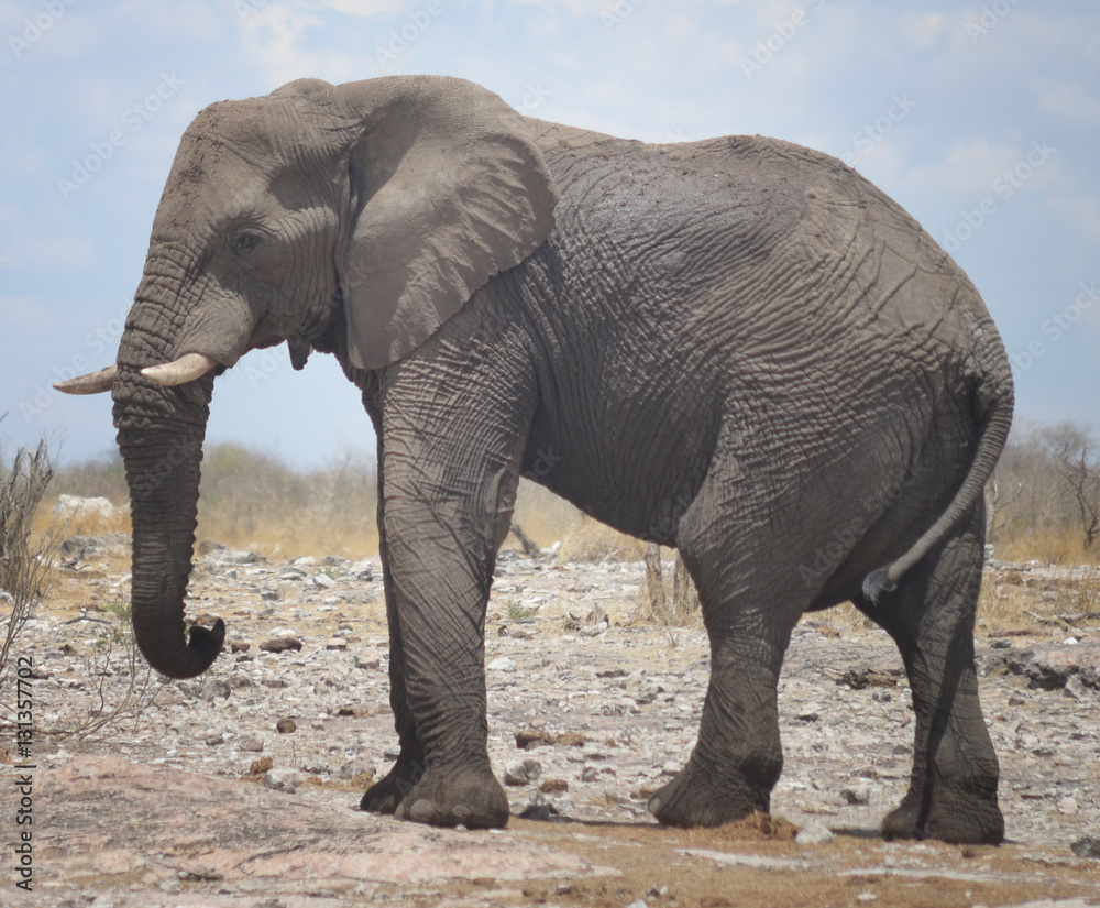 Obraz premium elephant in Africa