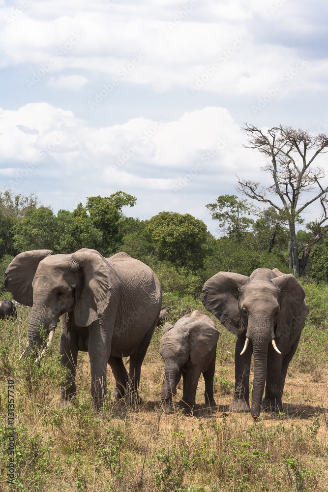 Elephant family. Kenya, Africa