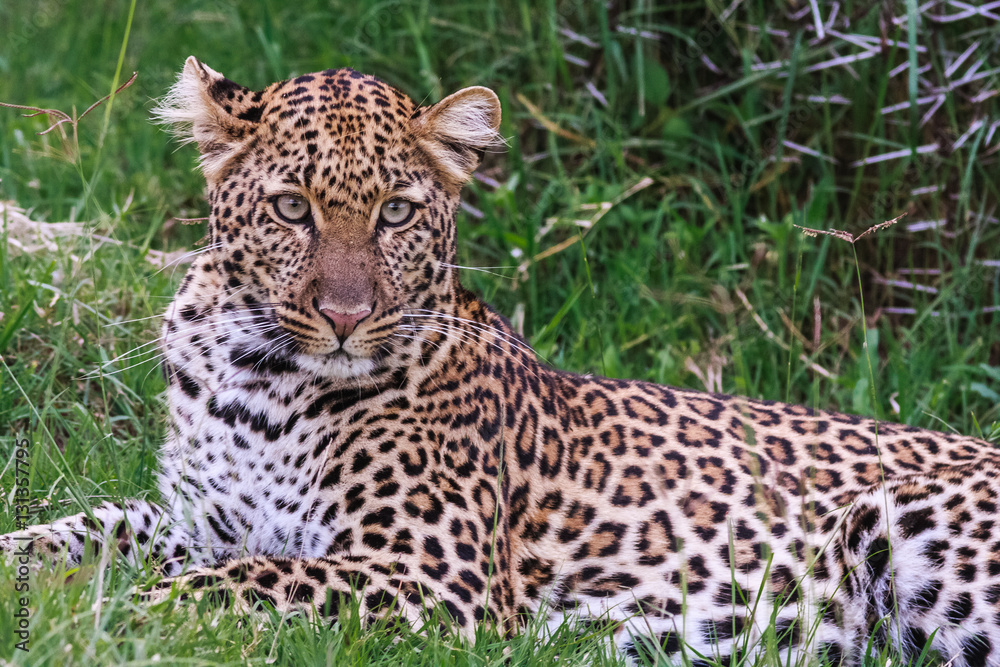 Rest of leopard. On green herbs. Nakuru, Kenya