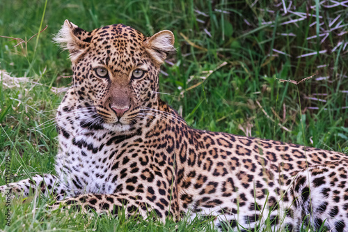 Rest of leopard. On green herbs. Nakuru  Kenya