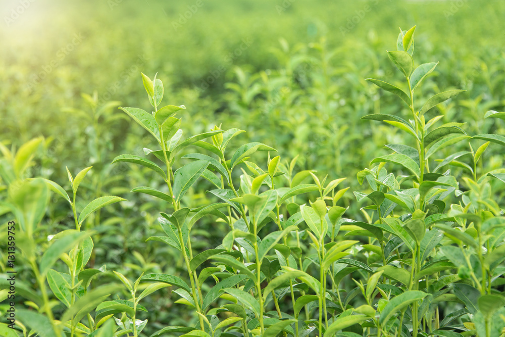 Tea leaf in the field Tea leaf in the field