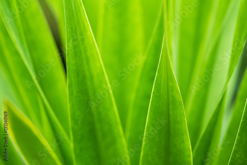 Closeup natural view of green leaf with copy space using as natu